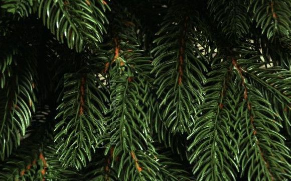 Гірлянда з хвої Преміум 2 м лита (Зелена)